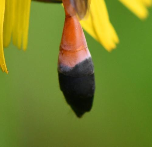 Ammophila sabulosa
